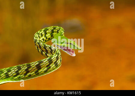 Green vine snake, Ahaetulla nasuta, Mild Venomous. Pondicherry, Tamil Nadu, India Stock Photo