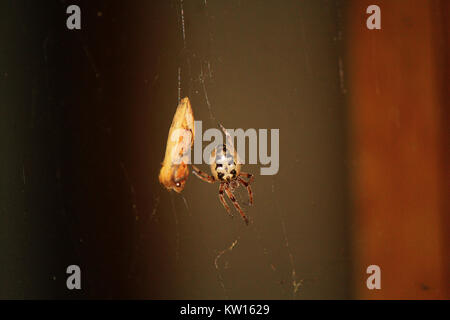 Spider is hunting and enjoying her food Stock Photo