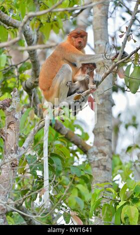 A female proboscis monkey (Nasalis larvatus) feeding a cub on the tree in a natural habitat. Long-nosed monkey, known as the bekantan in Indonesia. En Stock Photo