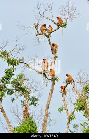 Family of Proboscis Monkeys sitting on a tree in the wild green rainforest on Borneo Island. The proboscis monkey (Nasalis larvatus) or long-nosed mon Stock Photo