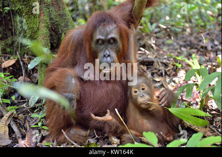 Mother orangutan and cub in a natural habitat. Bornean orangutan (Pongo  pygmaeus wurmmbii) in the wild nature. Rainforest of Island Borneo. Indonesia Stock Photo