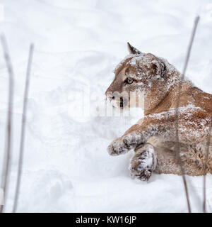 Puma in the woods, Mountain Lion, single cat on snow Stock Photo