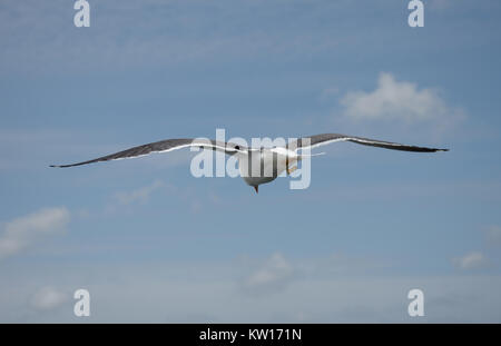 Hunting herring gull seen from behind Stock Photo