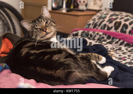 A cute tabby cat laying down on a bed relaxed tired and happy with a smiling face. laying on a bed with leopard print duvet curled up. Stock Photo