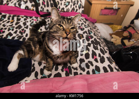 a beautiful tabby cat sitting down on a bed with a multicoloured leopard print duvet. His white paw and leg pushed out happy tired cat face. Stock Photo