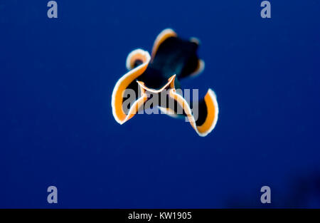FLYING FLATWORM IN OPEN WATER Stock Photo
