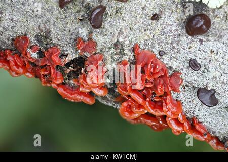 Scarlet splash, Cytidia salicina, growing on willow in Finland Stock Photo