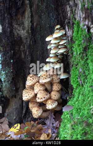 Shaggy scalycap mushroom, Pholiota squarrosa ,   and sulphur tuft, Hypholoma fasciculare Stock Photo