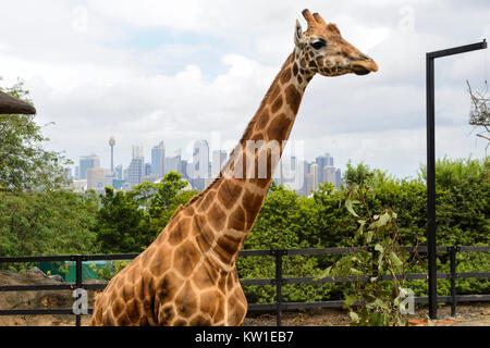 Giraffe enclosure, with Sydney skyline in background, at Taronga Zoo in Sydney, New South Wales, Australia Stock Photo