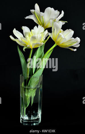 Three beautiful fresh gentle yellow tulips in a glass vase close up on a black background isolated. Spring floral backdrop Stock Photo