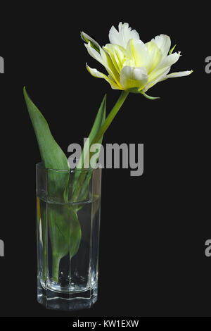 Beautiful fresh gentle yellow tulip in a glass vase close up on a black background isolated Spring floral backdrop Stock Photo