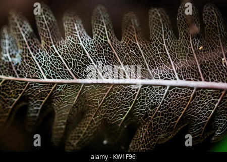 Macro of the skeleton of a withered, old, dead leaf in brown and white tones against black background. Stock Photo
