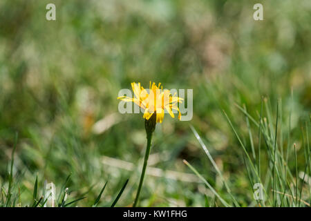 Bright yellow flower of hawksbeard (Crepis biennis) Stock Photo