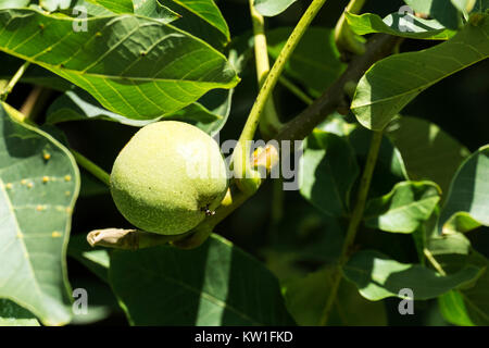 Fruit of a common walnut in a green peel among green foliage (Juglans regia) Stock Photo