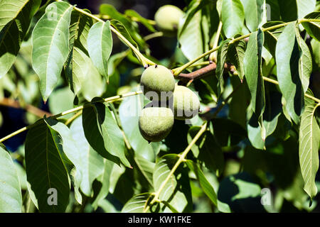 Fruits of a common walnut in a green peel among green foliage (Juglans regia) Stock Photo