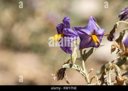 Purple flowers Solanum lycocarpum known as the wolf apple Stock Photo