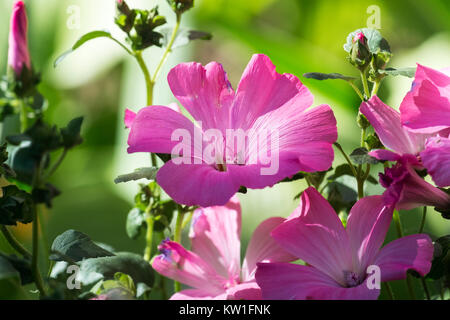 Purple funnel-shaped flowers of royal mallows (Lavatera) Stock Photo