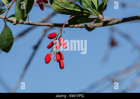 Several red berries of common barberry ripening on a bush (Berberis vulgaris) Stock Photo