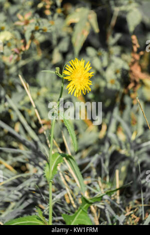 Yellow flower of beaked hawk's-beard (Crepis vesicaria) Stock Photo