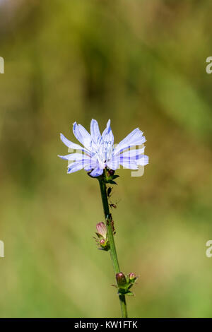 Gently blue flower of Common chicory (Cichorium intybus) Stock Photo