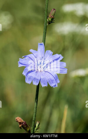 Gently blue flower of Common chicory (Cichorium intybus) Stock Photo