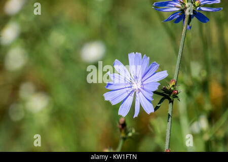 Gently blue flower of Common chicory (Cichorium intybus) Stock Photo