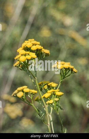 Medicinal herbs. Yellow inflorescences of tansy flowers (Tanacetum vulgare) Stock Photo