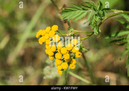 Medicinal herbs. Yellow inflorescences of tansy flowers (Tanacetum vulgare) Stock Photo