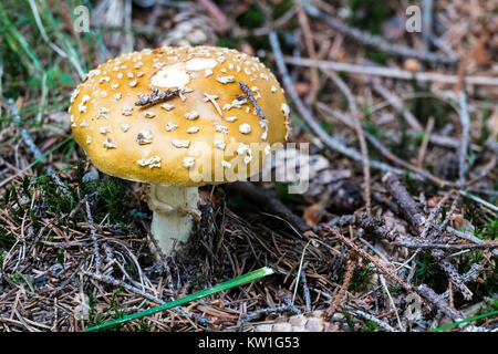 Royal fly agaric grows in a coniferous forest (Amanita regalis) Stock Photo