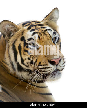 Tiger Stock Photo