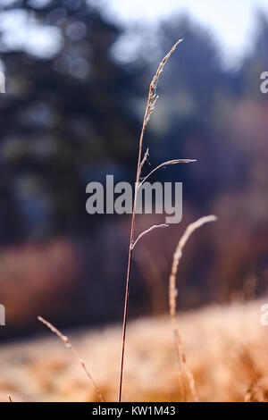 single strand of grass with webs Stock Photo