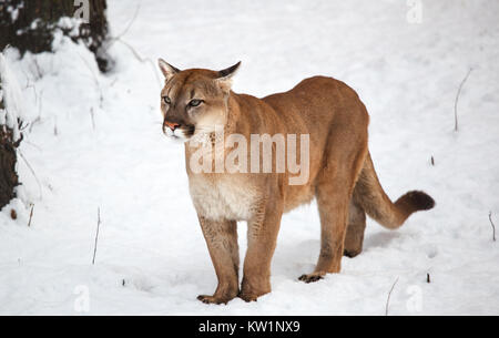 Puma in the woods, single cat on snow, wildlife America Stock Photo