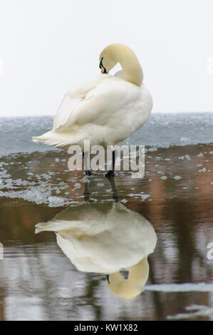 Glasgow, Scotland, UK. 29th December 2017. UK Weather: The Met Office issues a yellow warning as a thick blanket of snow covers the city of Glasgow. A mute swan stands on a frozen pond preening its feathers with its reflection in the water. Credit: Skully/Ģ����ý Live News Stock Photo