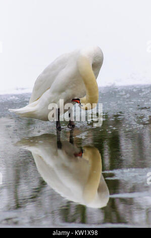 Glasgow, Scotland, UK. 29th December 2017. UK Weather: The Met Office issues a yellow warning as a thick blanket of snow covers the city of Glasgow. A mute swan stands on a frozen pond preening its feathers with its reflection in the water. Credit: Skully/Ģ����ý Live News Stock Photo