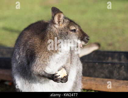 Wallaby eating fruit in a zoo Stock Photo