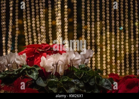 A holiday arrangement of poinsettias with a bokeh of festive lights for a background. Stock Photo