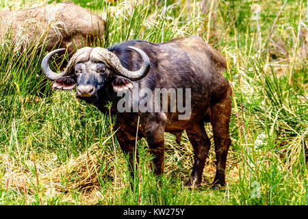 Water Buffaloes grazing on the riverbank of the Olifants River in Kruger National park near the town of Phalaborwa in South Africa Stock Photo