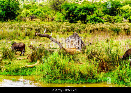 Water Buffaloes surrounded by Egrets grazing on the riverbank of the Olifants River in Kruger National park near the town of Phalaborwa in South Afric Stock Photo