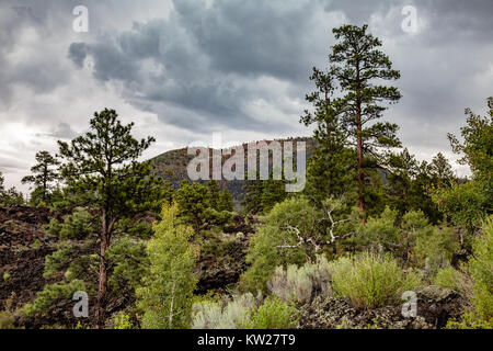 Life flourishes amidst the harsh environment of this lava field in Sunset Crater Volcano National Monument near Flagstaff, Arizona. Stock Photo