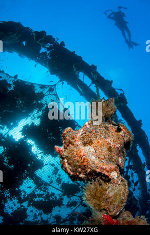 Frogfish or Painted Anglerfish (Antennarius Pictus) on a rope, Diver and nets at the background. Stock Photo