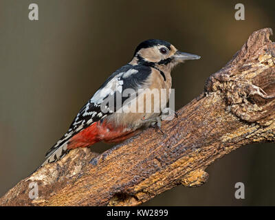 Female great spotted woodpecker perched on branch Stock Photo