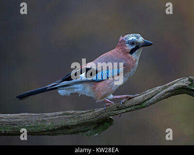 Eurasian jay perched on branch Stock Photo