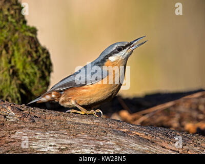 Eurasian nuthatch perched on branch Stock Photo