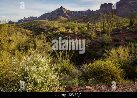 The morning dawns over the Sonoran Desert in Organ Pipe National Monument. Stock Photo