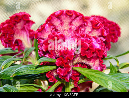 Dark red Celosia cristata flowers genus Celosia,  cockscomb (Creasta Cocosului). Stock Photo