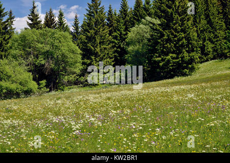 Osterzgebirge, the Erzgebirge, nature reserve Gimmlitztalwiesen, Erzgebirge, Naturschutzgebiet Gimmlitztalwiesen Stock Photo
