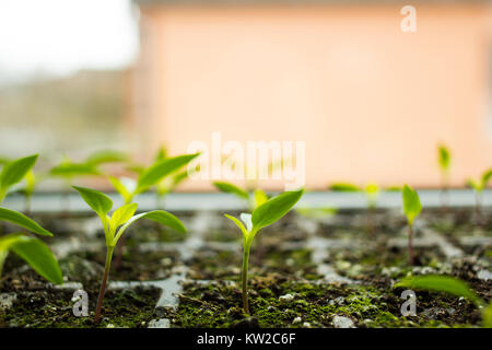 Young small sprouts flowers sprouted in tray for seedlings side view, selective focus Stock Photo
