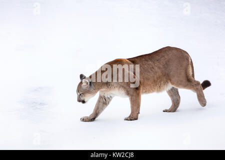 Puma in the woods, Mountain Lion, single cat on snow Stock Photo