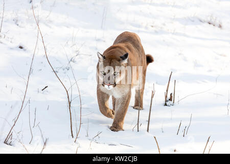 Puma in the woods, Mountain Lion, single cat on snow Stock Photo