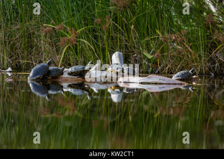 Pond slider turtles bask in the warming sun of Agua Caliente Park in Tucson, Arizona. Stock Photo